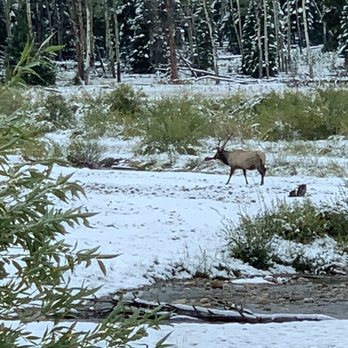 Estes Park Guided Tours - Elk! - Bus Tours Near Me - Estes Park, Colorado
