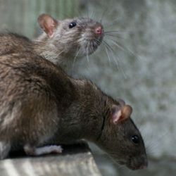 Excludetech - Rodent Control: Contact us for a free thorough inspection of your home or business.