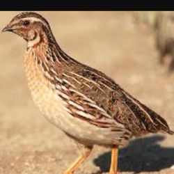 La Quail Farm - Fresh quail
