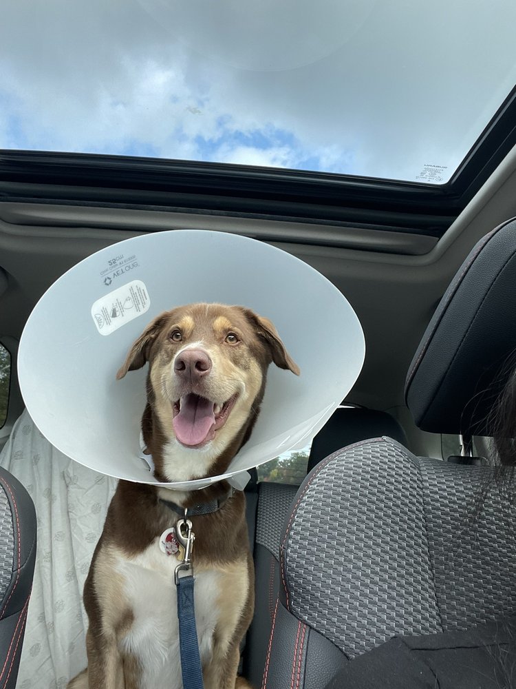 SOUTH ORANGE ANIMAL HOSPITAL Updated August 2024 16 Photos & 34