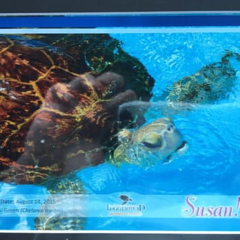 Loggerhead Marinelife Center - We adopted Susan!! - Community Service/Non-Profit Near Me - Juno Beach, Florida Loggerhead Marinelife Center - We adopted Susan!! - Community Service/Non-Profit Near Me - Juno Beach, Florida