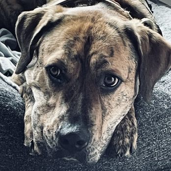 Alpine Animal Clinic - Veterinarians Near Me - Helena, Montana
