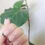 Kim Nail Nest
