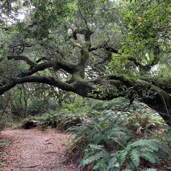 Tomales Bay State Park - This is mid September after a hot Bay Area summer-still green here! - Beaches Near Me - Inverness, California Tomales Bay State Park - This is mid September after a hot Bay Area summer-still green here! - Beaches Near Me - Inverness, California