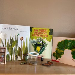 Bright Beginnings Preschool & Childcare - All about caterpillars and butterflies