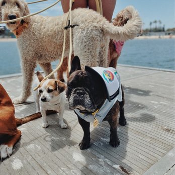 Dogfitt - All sizes - Pet Training Near Me - Los Angeles, California
