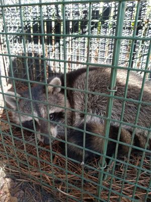 Wildlife / Rodent Removal Experts - If your dealing with mice, rats or large rodents infestations inside or outside your home or business call St Johns Pest Control immediately at 904-888-9998. Left un-treated, rodent infestations can lead to extensive damage that is costly to repair.  What's more, the health and safety risks associated with mice, rats, large rodents is a serious concern for both residential and commercial properties.  Our team of rodent control specialists don't just set trap and then leave you to fend for yourself, but rather offer a comprehensive rodent control plan that is customized for your structure and the pest(s) you have to contend with.