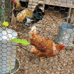 A Rooster and a Hen A Rooster and a Hen
