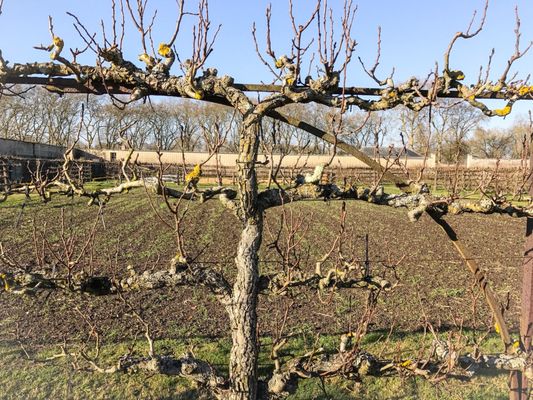 Potager du Roi by null