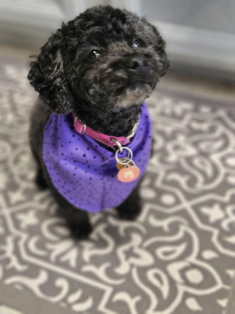 WELL GROOMED PETS FORT WORTH Updated July 2024 25 Photos 6333