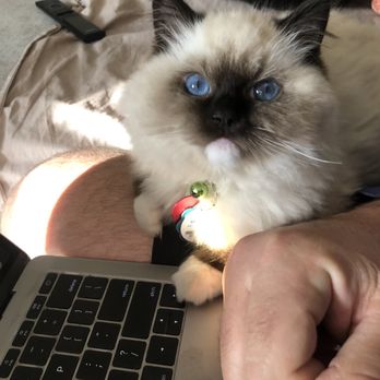 VegasRagdolls - Hektor the ragdoll cat - Pet Breeders Near Me VegasRagdolls - Hektor the ragdoll cat - Pet Breeders Near Me