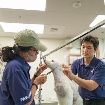 Pawsible - We take time and effort to give our pets best experience! - Pet Training Near Me - Los Angeles, California Pawsible - We take time and effort to give our pets best experience! - Pet Training Near Me - Los Angeles, California