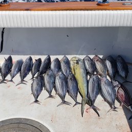 Caught 20 Skipjacks too, and a Dorado!