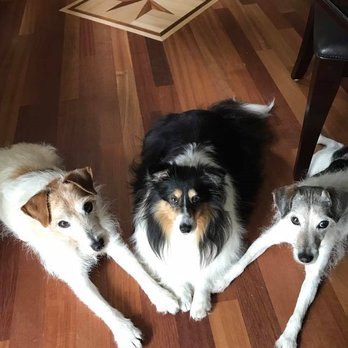 Olde Tyme Craftsmen - Exquisite Wood Floors - Our mascots waiting for lunch on an OTC Brazilian Cherry Kitchen floor. Your furry babies deserve to live on luxurious wood floors, too! - Flooring Near Me - Bow, New Hampshire Olde Tyme Craftsmen - Exquisite Wood Floors - Our mascots waiting for lunch on an OTC Brazilian Cherry Kitchen floor. Your furry babies deserve to live on luxurious wood floors, too! - Flooring Near Me - Bow, New Hampshire