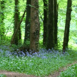 Killinthomas Wood