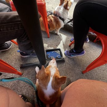 Moonshine Philly - Outdoor dog friendly - Gastropubs Near Me - Philadelphia, Pennsylvania