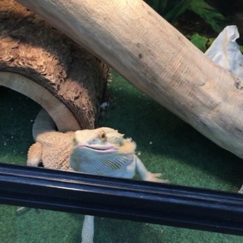 I Love My Pets - One of the bearded dragons - Pet Groomers Near Me - Rockwood, Michigan I Love My Pets - One of the bearded dragons - Pet Groomers Near Me - Rockwood, Michigan