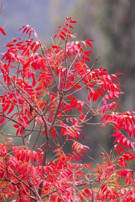 Griffith Park by null