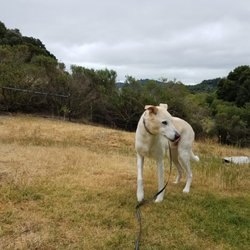 Little Wags Pet Services - Taiko enjoying his morning walk.