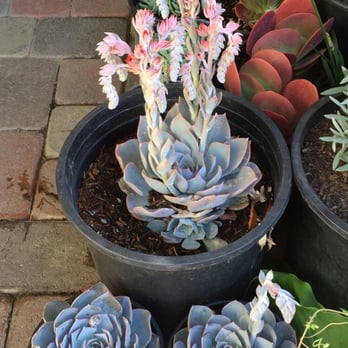 Azul and Verde Nursery - Blue Rose Echevaria $5 for 1 gallon; $12.50 for 5 gallon - Nurseries & Gardening Near Me - Torrance, California Azul and Verde Nursery - Blue Rose Echevaria $5 for 1 gallon; $12.50 for 5 gallon - Nurseries & Gardening Near Me - Torrance, California