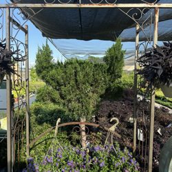 Calloway's Nursery