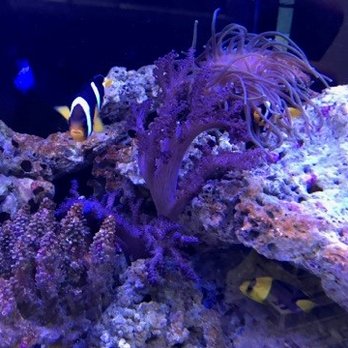 Oceans Aquarium Design - Beautiful Clown Fish - Aquarium Services Near Me - Signal Hill, California