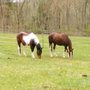 Photo of Cloverleaf Farm and Equestrian Center