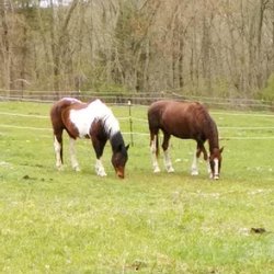 Cloverleaf Farm and Equestrian Center - Horses