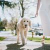 OC Pet Sitters gift card