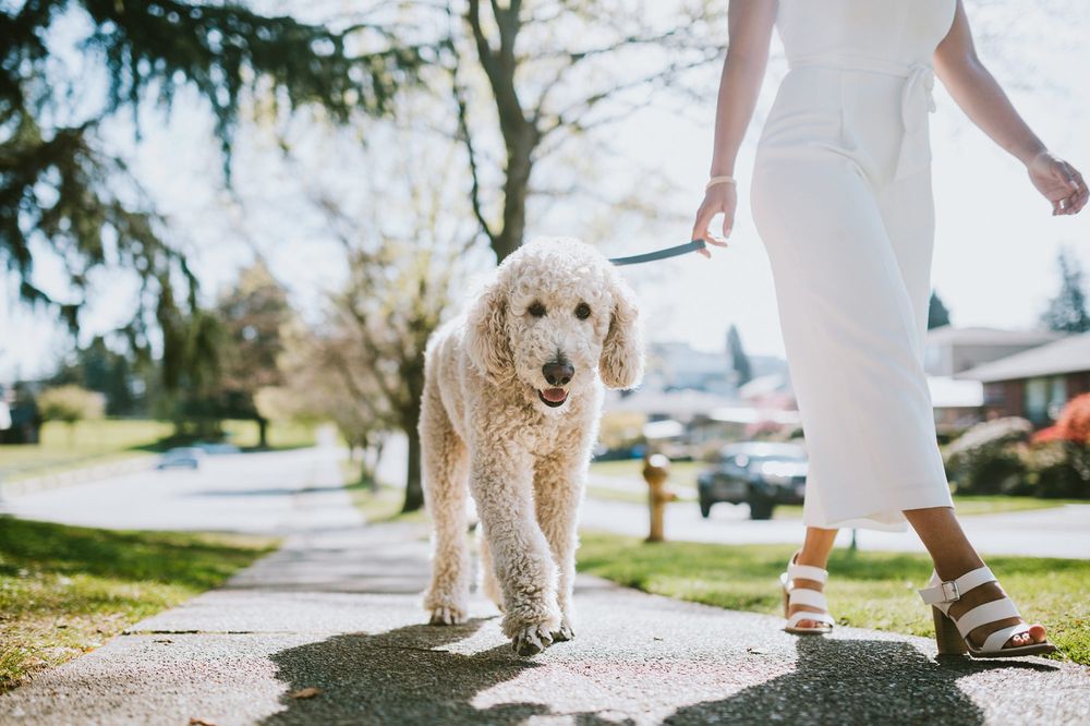 OC Pet Sitters Logo