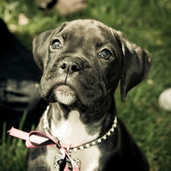 Nicola Borland Photography - boxer puppy "Marla" - Session Photography Near Me