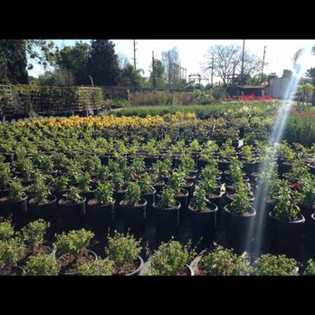 Green Tree Nursery - Nurseries & Gardening Near Me - Somis, California Green Tree Nursery - Nurseries & Gardening Near Me - Somis, California