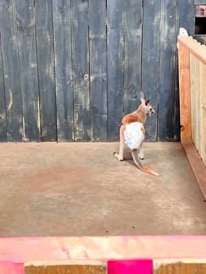 Bayou Wildlife Zoo by null