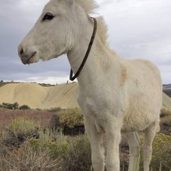 Goldfield Visitor Center - Honey, the Florence Mine baby Burro. Goldfield Nevada.