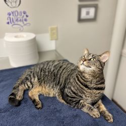 Seven Hills Pet Clinic