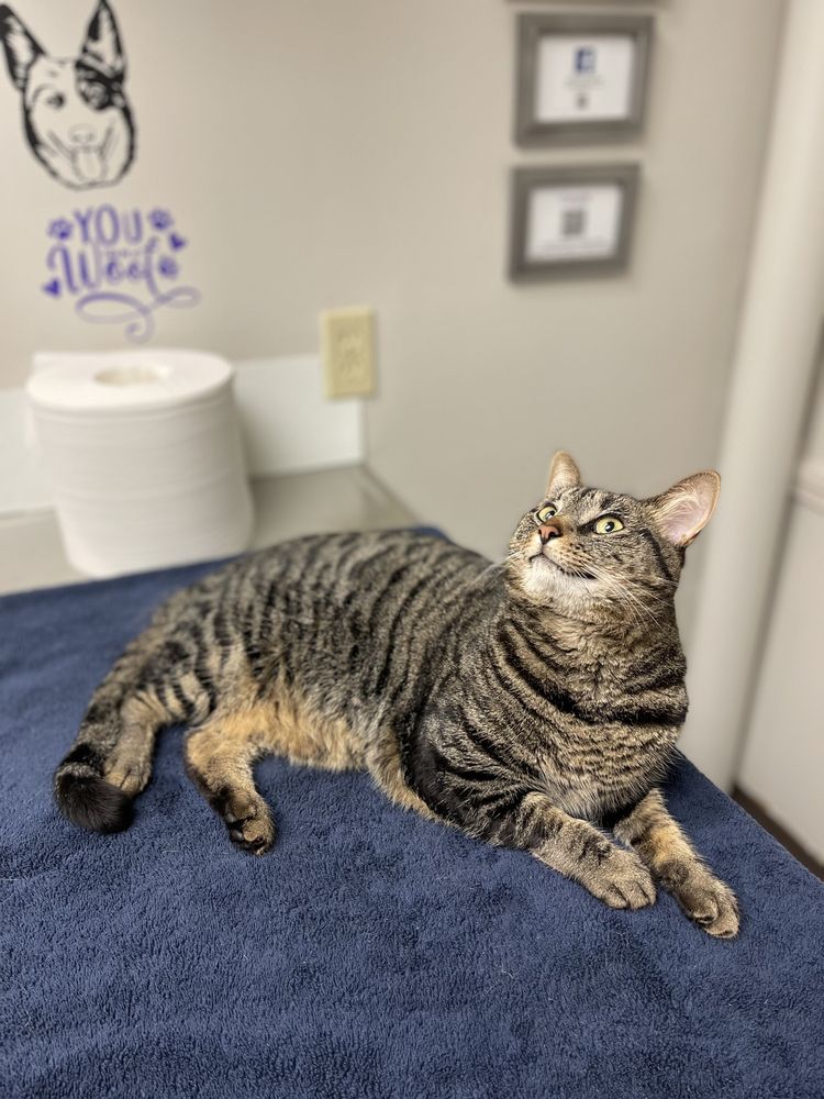 SEVEN HILLS PET CLINIC Updated September 2024 10 Photos & 20