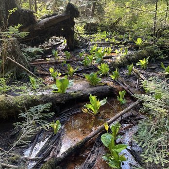 Lynn Canyon Park - Parks Near Me - North Vancouver, British Columbia