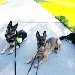 Royal Rovers Dog Training - Down/stays at a park