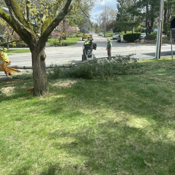 William Stewart & Associates - Tree Services Near Me