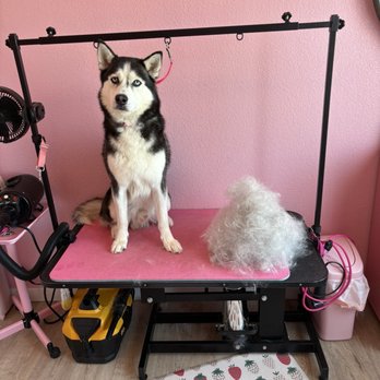 Grooming By Sami - Deshed - Pet Groomers Near Me - Casa Grande, Arizona Grooming By Sami - Deshed - Pet Groomers Near Me - Casa Grande, Arizona