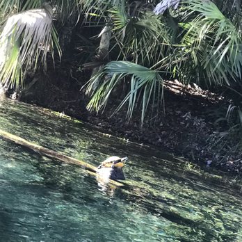 Clear Canoeing - What kind of wildlife will you see with Clear Canoeing! - Rafting/Kayaking Near Me - Silver Springs, Florida Clear Canoeing - What kind of wildlife will you see with Clear Canoeing! - Rafting/Kayaking Near Me - Silver Springs, Florida