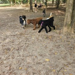 Dog park