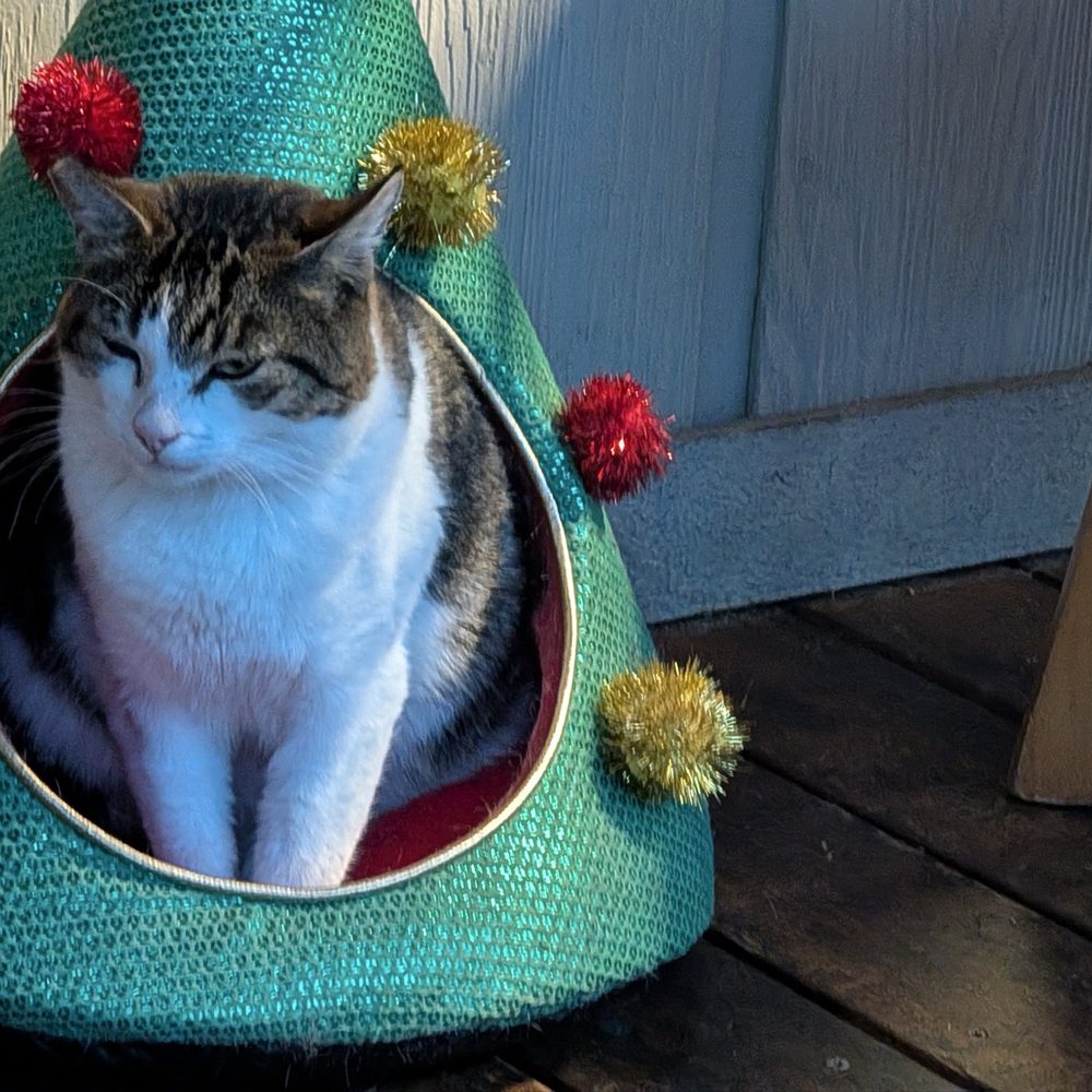 Lucky Buck Cafe - Terminator, friendly cat out front - Cafes Near Me - Groveland, California