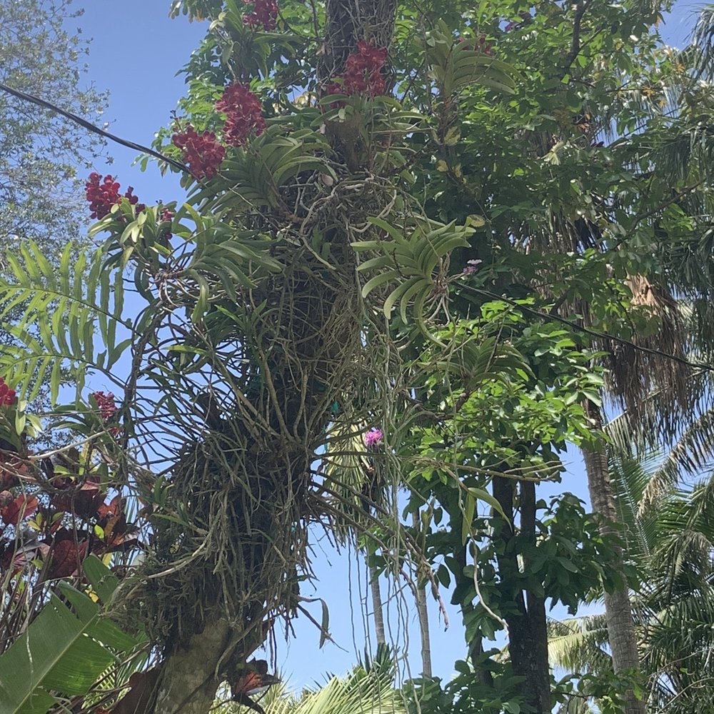 Jesse Durko's Nursery - Nurseries & Gardening Near Me - Davie, Florida Jesse Durko's Nursery - Nurseries & Gardening Near Me - Davie, Florida