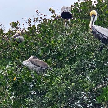 Cocoa Beach Dolphin Tours - Brown Pelicans hanging out in the branches of the Mangrove Islands - Boating Near Me - Cocoa Beach, Florida