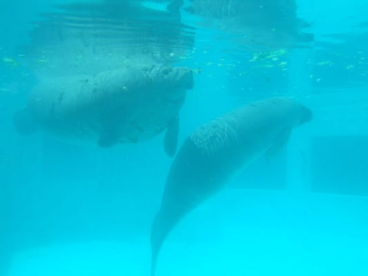 Miami Seaquarium by null