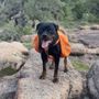 Fetching Freedom Dog Training