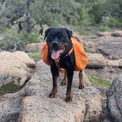Fetching Freedom Dog Training - Hiking fun at Enchanted Rock