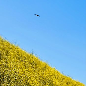 LMU Hiking Trail - Blooms are happening. - Hiking Near Me - Los Angeles, California