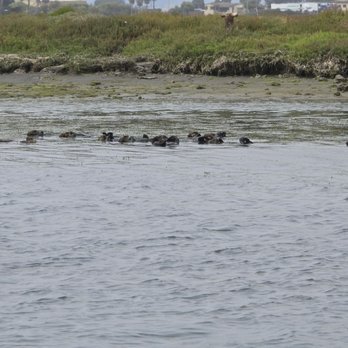 Monterey Bay Hydrobikes - Otters - Rafting/Kayaking Near Me - Moss Landing, California Monterey Bay Hydrobikes - Otters - Rafting/Kayaking Near Me - Moss Landing, California